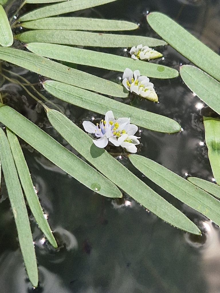 Aponogeton stuhlmannii