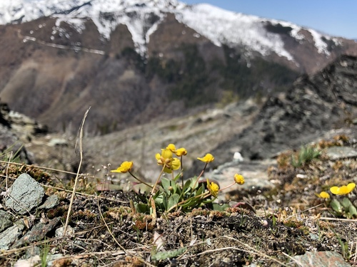 sagebrush buttercup