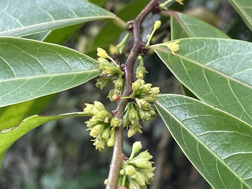 Glochidion harveyanum, 2024-12-31