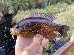 Warmouth photo 5