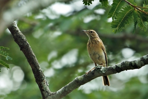 Wood Pipit (Anthus nyassae), photo 9