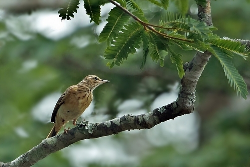 Wood Pipit (Anthus nyassae), photo 6