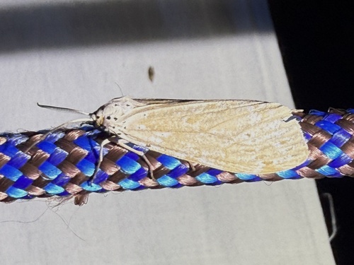 Madagascan fireweed moth photo 3