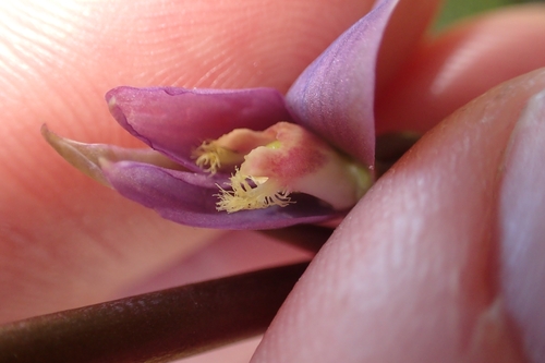 Image of Thelymitra formosa by (c) Oscar Dove, some rights reserved (CC BY)