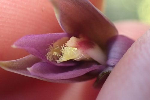 Image of Thelymitra formosa by (c) Oscar Dove, some rights reserved (CC BY)