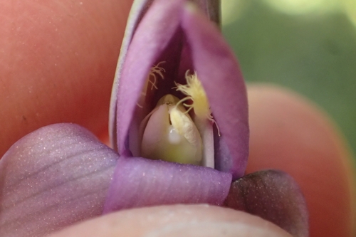 Image of Thelymitra formosa by (c) Oscar Dove, some rights reserved (CC BY)