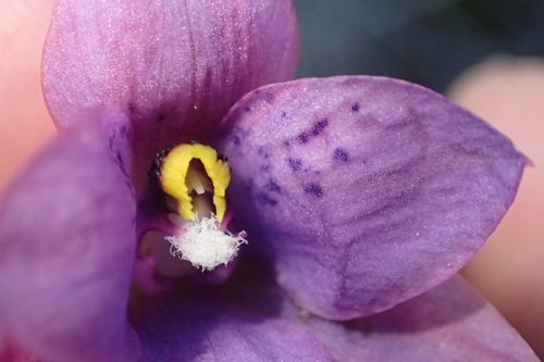 Image of Thelymitra nervosa by (c) Oscar Dove, some rights reserved (CC BY)
