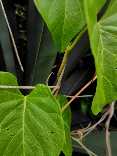 Image of Ipomoea violacea by (c) chiuluan, some rights reserved (CC BY)