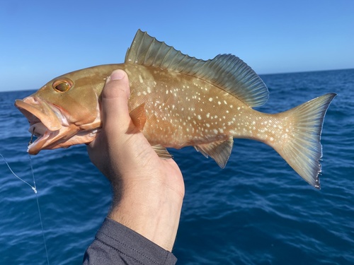 Brown grouper (Epinephelus morio) — Serranidae — 3
