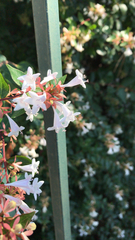 Abelia × grandiflora