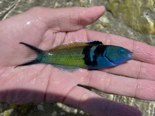 Caribbean Bluehead Wrasse