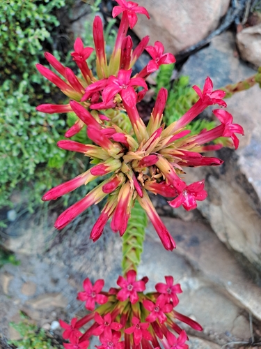 Rochea coccinea (formas comerciales victorianas)
