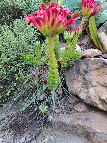 Crassula coccinea