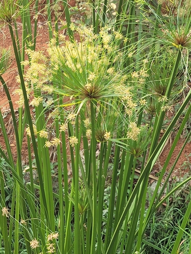 Papyrus sedge