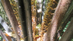 Cyathea fulva