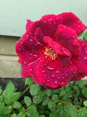 Rosa