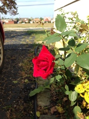 Rosa