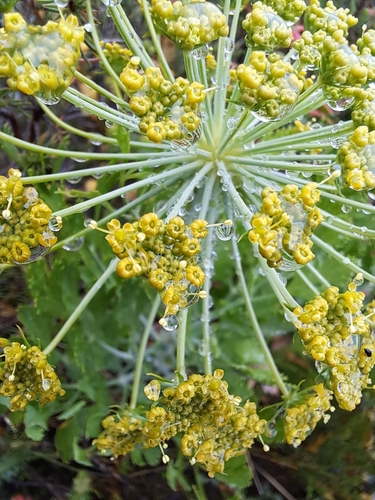 Image of Notobubon galbanum by (c) sisyphus_happy, some rights reserved (CC BY)