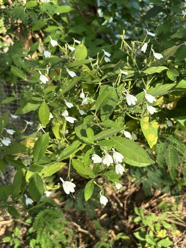 Snake Jasmine