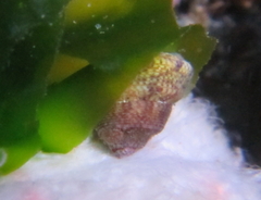 Coelotrochus oppressus