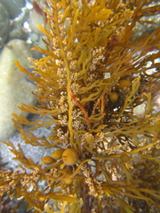 Carpophyllum plumosum