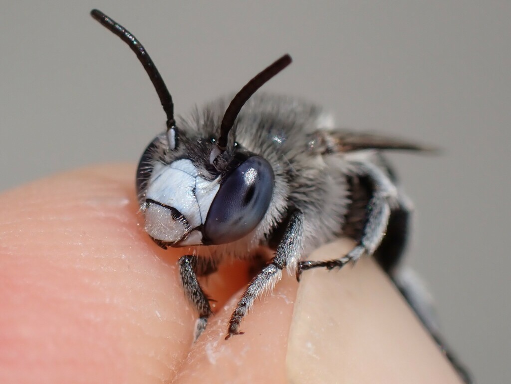 Amegilla albigena