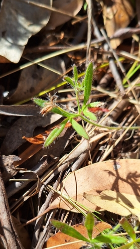 Image of Heath Xanthosia (Xanthosia huegelii) by no rights reserved