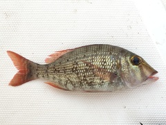 Lethrinus obsoletus