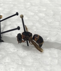 Euodynerus crypticus