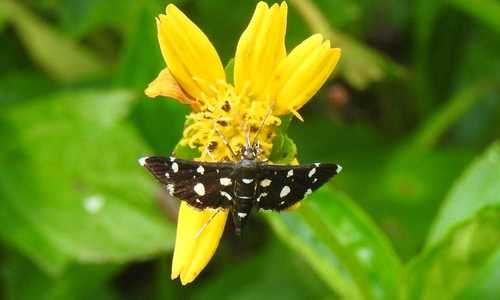 Dotted Sable