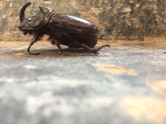 Oryctes nasicornis corniculatus