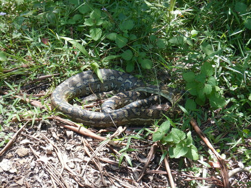 Coastal Carpet Python sighting