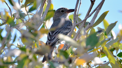 Pachycephala lanioides