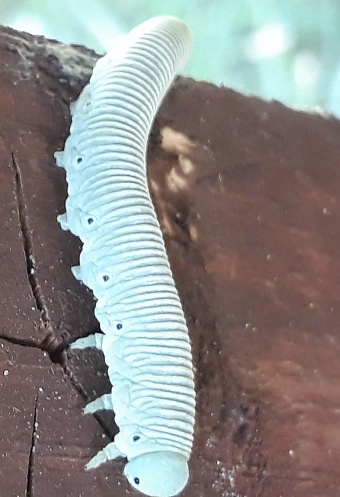 Pseudoclavellaria amerinae