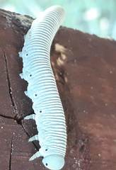 Pseudoclavellaria amerinae