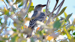 Pachycephala lanioides