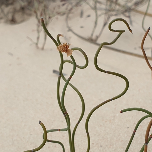 Lepidobolus drapetocoleus F.Muell.
