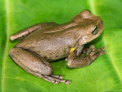 Plectrohyla chrysopleura