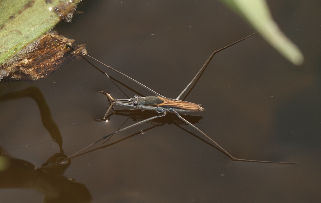 Aquarius adelaidis