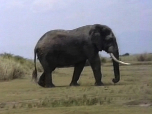 African Savanna Elephant