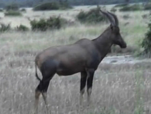Topi