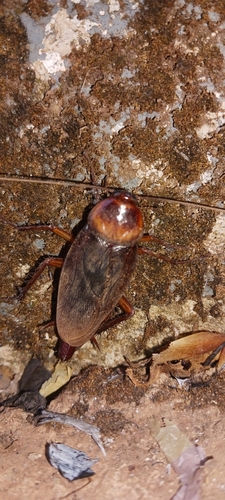 American Cockroach