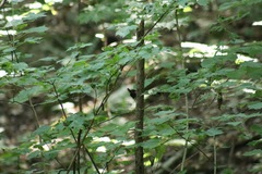 Troglodytes hiemalis