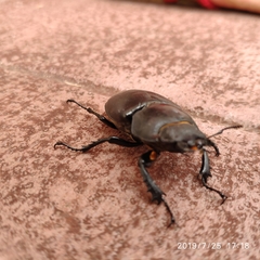 Lucanus cervus