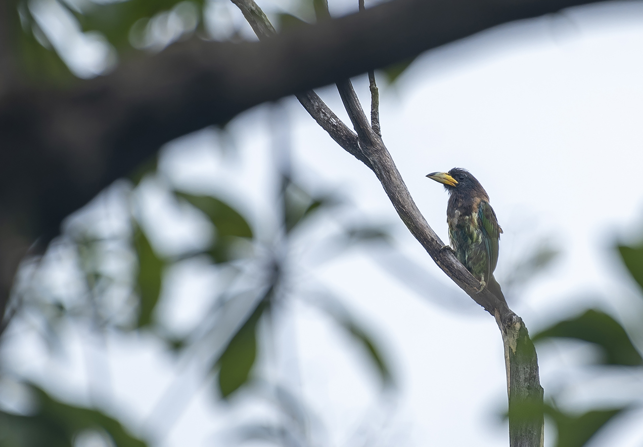 Great Barbet