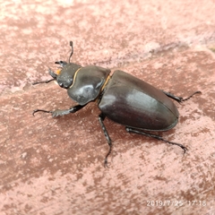 Lucanus cervus