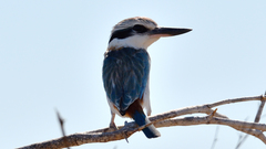 Red-Backed Kingfisher photo 5