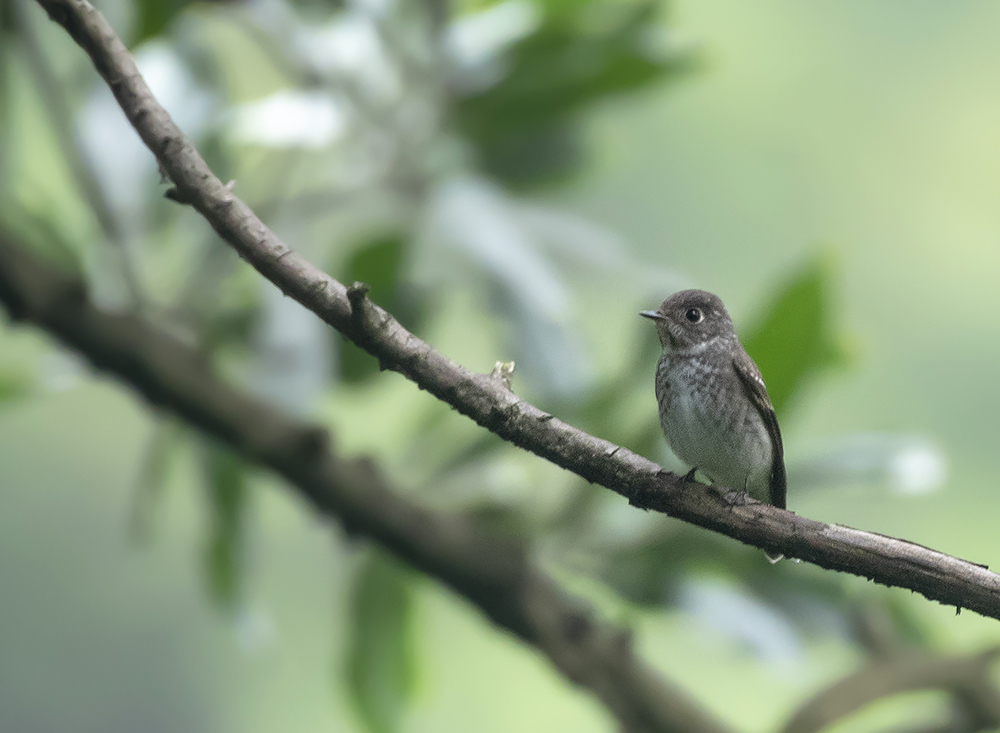 Dark-sided Flycatcher