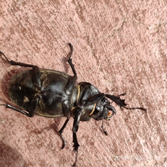 Lucanus cervus