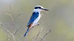 Red-Backed Kingfisher photo 2